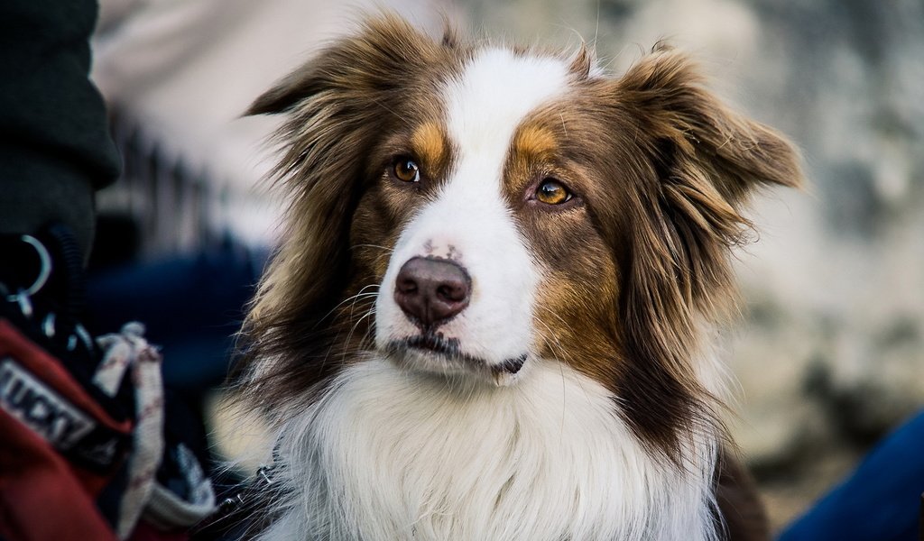 Обои взгляд, собака, друг, австралийская овчарка, look, dog, each, australian shepherd разрешение 1920x1200 Загрузить