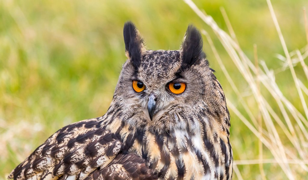 Обои портрет, взгляд, хищник, птица, филин, eurasian eagle owl, bubo bubo, орлиная сова, portrait, look, predator, bird, owl, eagle owl разрешение 2048x1365 Загрузить