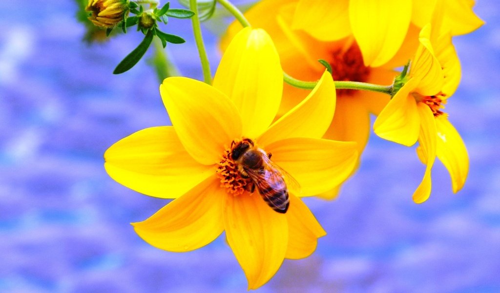 Обои желтый, насекомое, цветок, пчела, yellow, insect, flower, bee разрешение 2048x1536 Загрузить