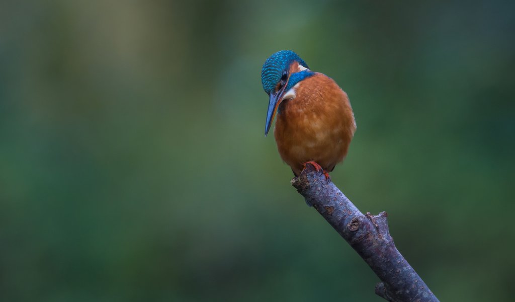 Обои ветка, природа, птица, зимородок, branch, nature, bird, kingfisher разрешение 2048x1365 Загрузить