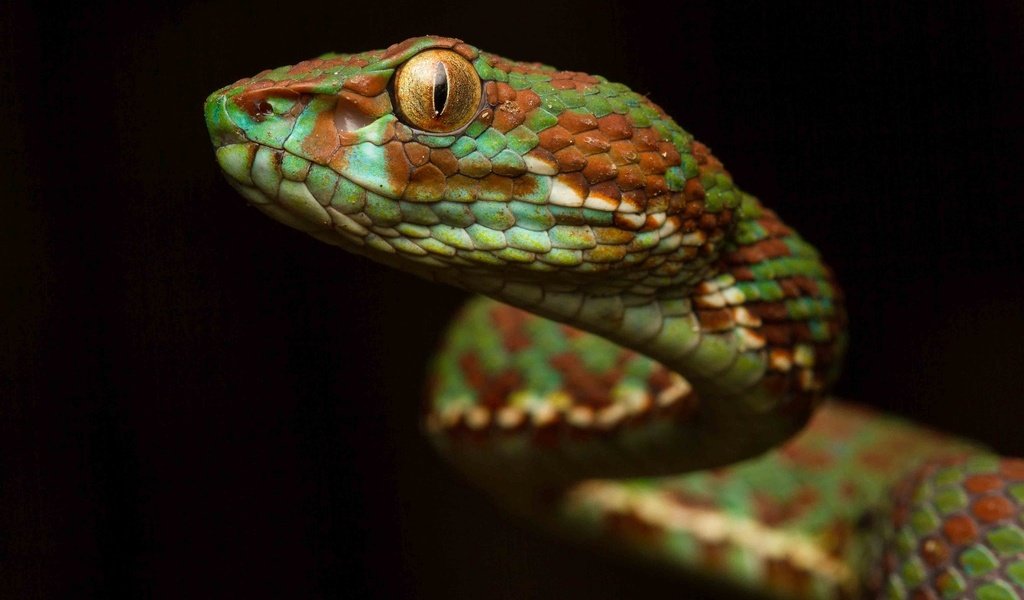 Обои фон, взгляд, змея, окрас, чешуя, рептилия, гадюка, пресмыкающееся, background, look, snake, color, scales, reptile, viper разрешение 2048x1292 Загрузить