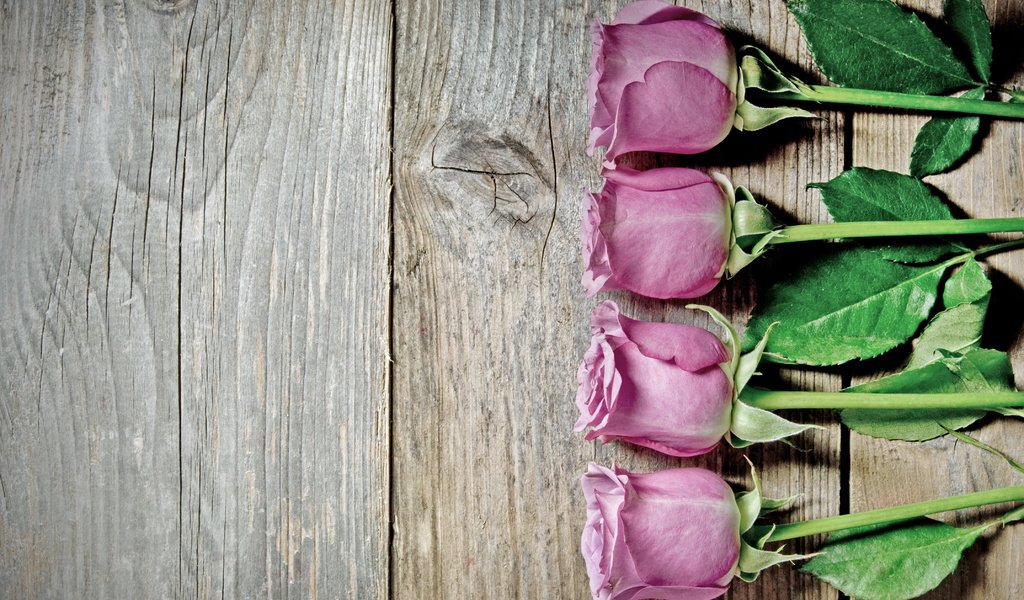 Обои розы,  цветы, роз, пинк, roses, flowers, pink разрешение 4288x2848 Загрузить