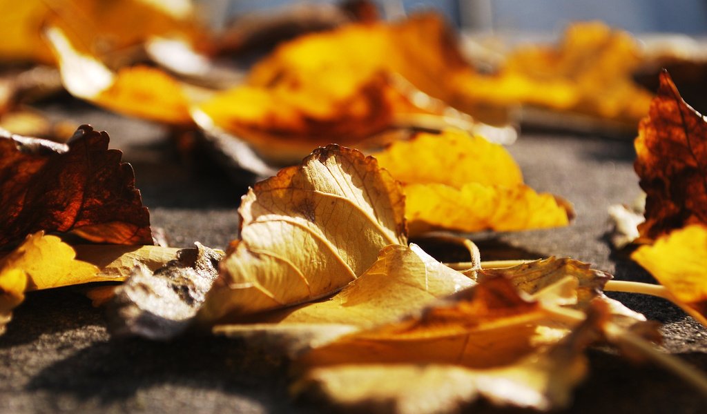 Обои листья, макро, осень, крупным планом, осенние листья, leaves, macro, autumn, closeup, autumn leaves разрешение 2560x1600 Загрузить