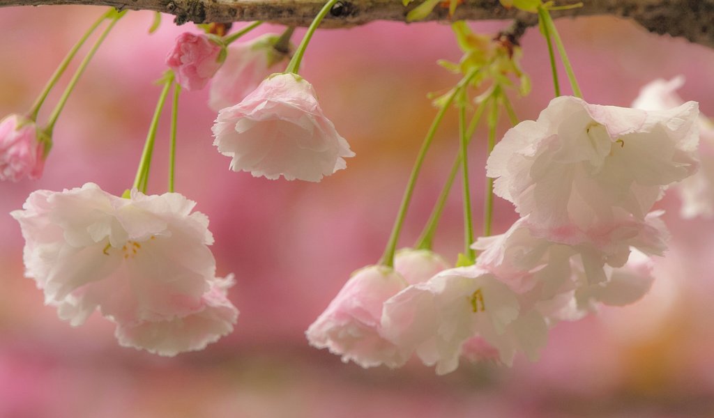 Обои цветы, ветка, цветение, макро, вишня, сакура, flowers, branch, flowering, macro, cherry, sakura разрешение 2048x1365 Загрузить