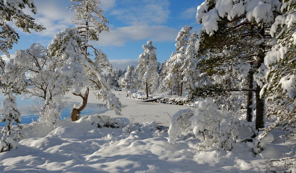 Обои деревья, снег, зима, норвегия, норвегии, nordset, hedmark fylke, trees, snow, winter, norway разрешение 4000x2682 Загрузить