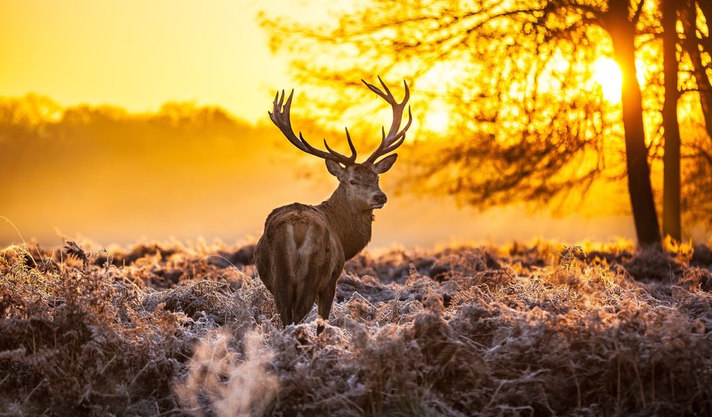 Обои лес, олень, закат, оленей, forest, deer, sunset разрешение 5416x3610 Загрузить