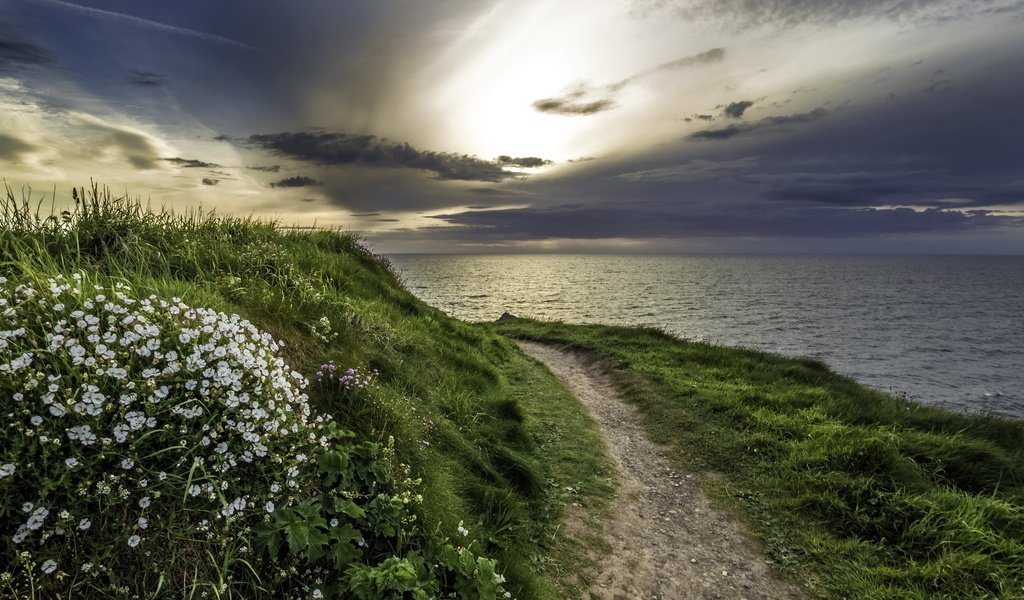 Обои цветы, трава, природа, берег, море, тропа, flowers, grass, nature, shore, sea, trail разрешение 2560x1440 Загрузить