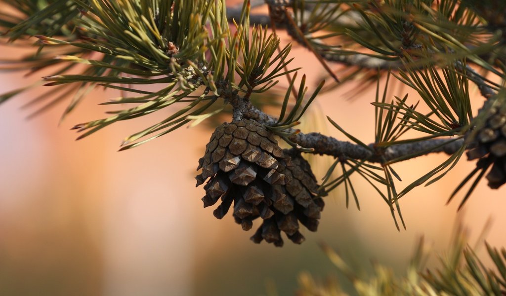 Обои природа, хвоя, ветки, шишка, иголки, сосна, nature, needles, branches, bump, pine разрешение 1920x1280 Загрузить