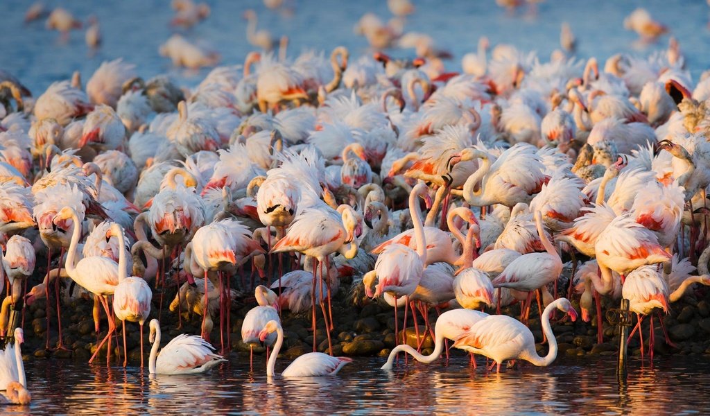Обои вода, фламинго, птицы, стая, water, flamingo, birds, pack разрешение 1920x1080 Загрузить