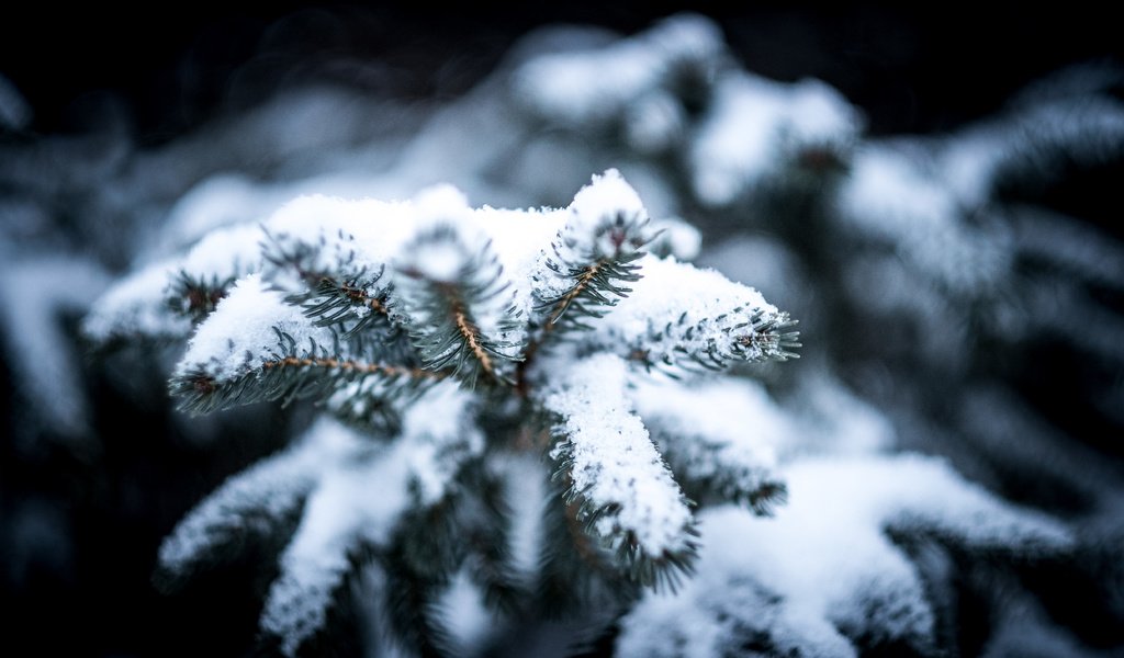 Обои снег, холод, природа, ель, дерево, сосна, хвоя, зима, макро, снежинки, мороз, snow, cold, nature, spruce, tree, pine, needles, winter, macro, snowflakes, frost разрешение 4896x3264 Загрузить