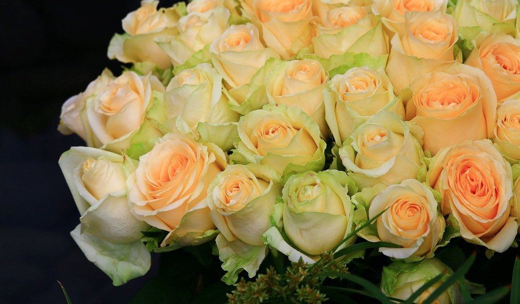 Обои цветы, бутоны, розы, черный фон, букет, flowers, buds, roses, black background, bouquet разрешение 2048x1365 Загрузить