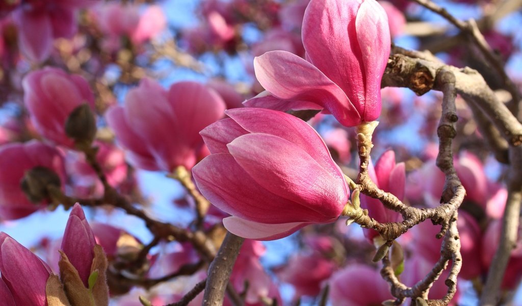 Обои цветение, макро, весна, розовые, магнолия, flowering, macro, spring, pink, magnolia разрешение 3000x2000 Загрузить