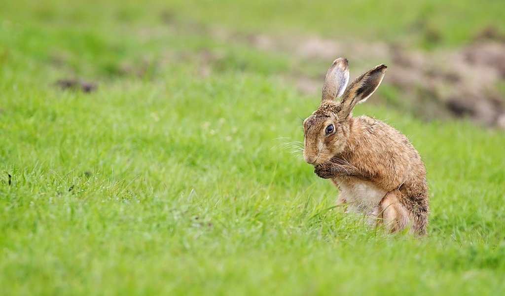 Обои трава, поле, лето, кролик, заяц, grass, field, summer, rabbit, hare разрешение 2048x1366 Загрузить