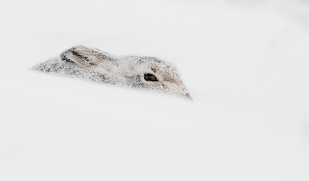 Обои снег, зима, животное, заяц, snow, winter, animal, hare разрешение 2048x1310 Загрузить