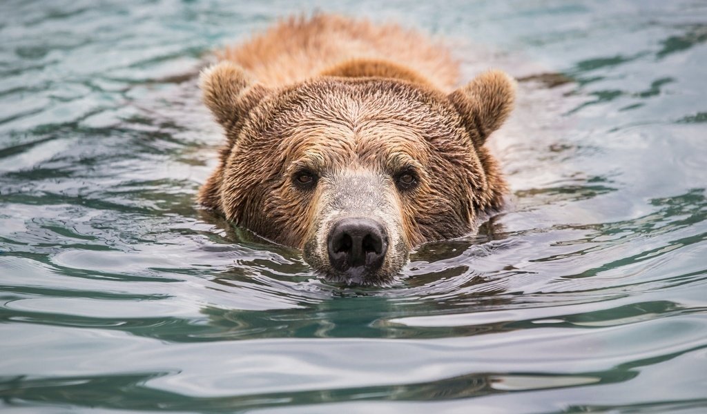 Обои морда, вода, взгляд, медведь, мокрый, face, water, look, bear, wet разрешение 2048x1365 Загрузить