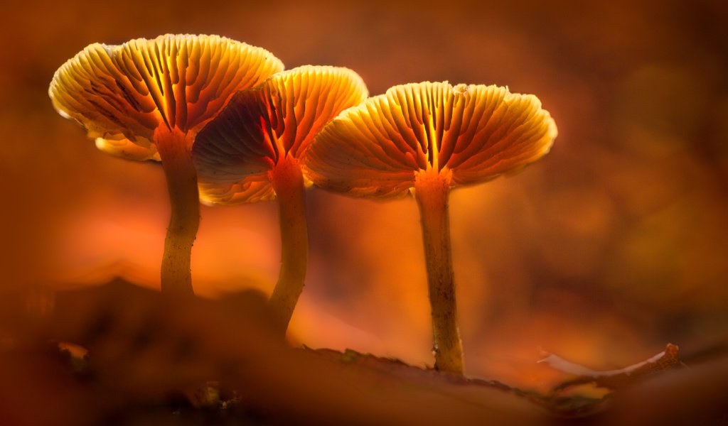 Обои свет, грибы, гриб, оранжевый, подсветка, sophiaspurgin, light, mushrooms, mushroom, orange, backlight разрешение 5760x3840 Загрузить