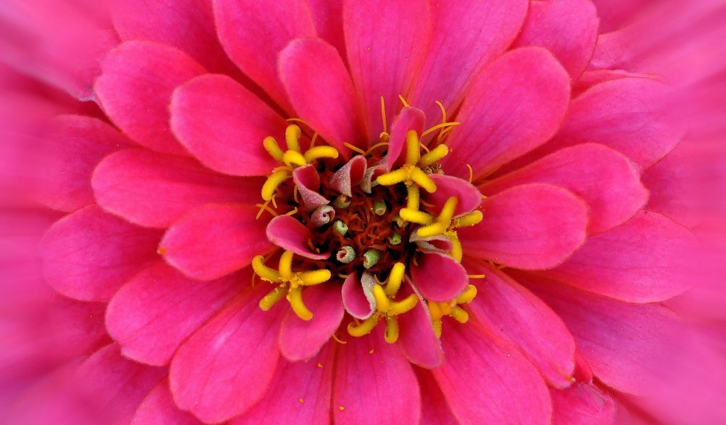 Обои макро, цветок, лепестки, розовый, цинния, macro, flower, petals, pink, zinnia разрешение 2880x1861 Загрузить