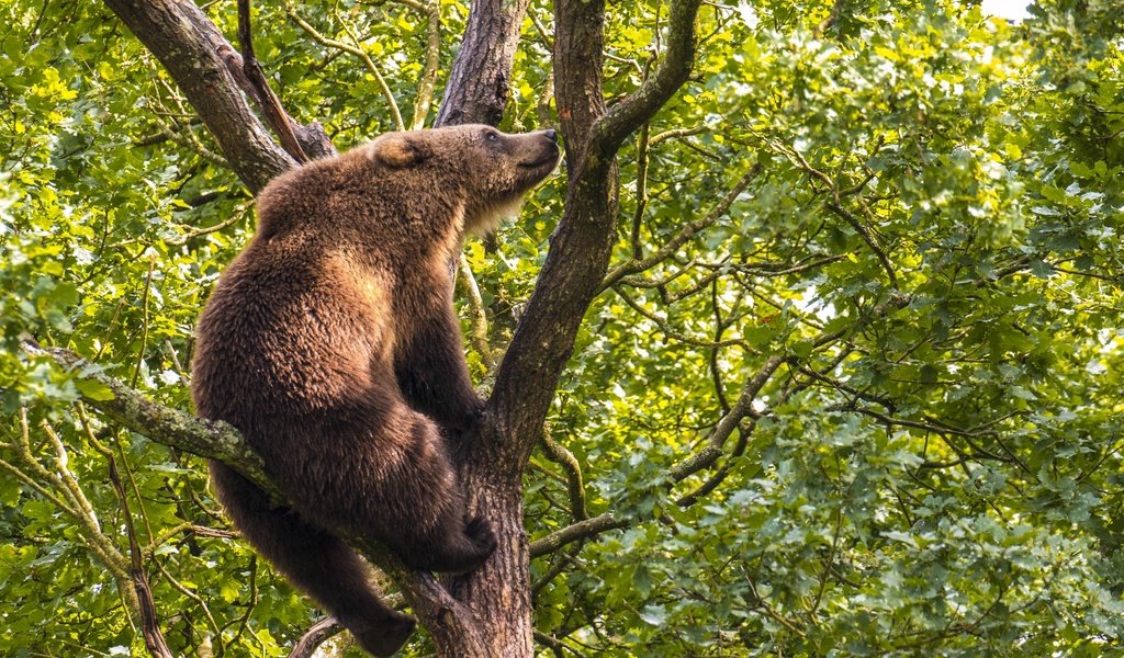Обои дерево, медведь, на дереве, бурый медведь, tree, bear, on the tree, brown bear разрешение 2500x1667 Загрузить