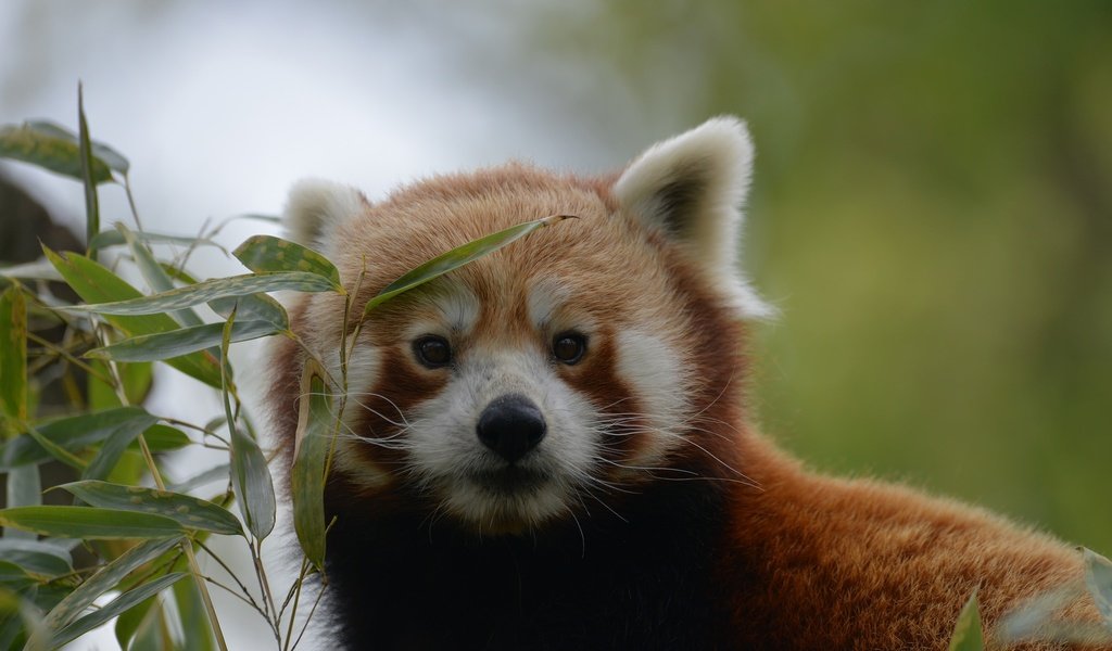 Обои природа, листья, фон, мордочка, взгляд, красная панда, nature, leaves, background, muzzle, look, red panda разрешение 2048x1367 Загрузить