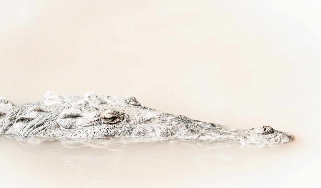 Обои вода, природа, фон, крокодил, water, nature, background, crocodile разрешение 2399x1519 Загрузить