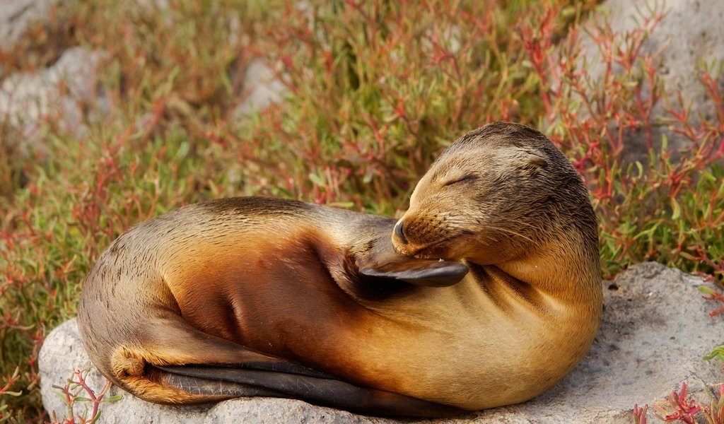 Обои природа, тюлень, морской лев, галапагосские острова, эквадор, nature, seal, sea lion, the galapagos islands, ecuador разрешение 1920x1080 Загрузить