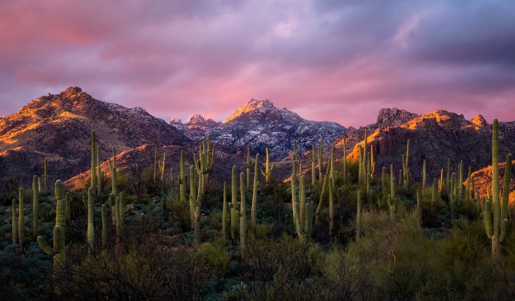 Обои небо, облака, горы, утро, кактусы, the sky, clouds, mountains, morning, cacti разрешение 4956x2788 Загрузить