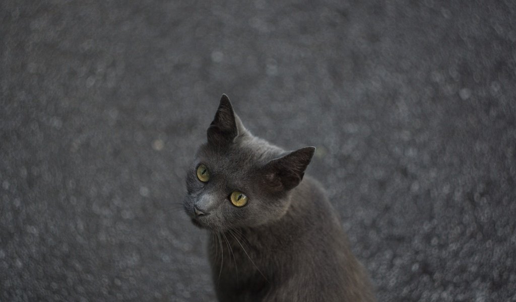 Обои глаза, кот, мордочка, кошка, взгляд, асфальт, eyes, cat, muzzle, look, asphalt разрешение 2048x1365 Загрузить