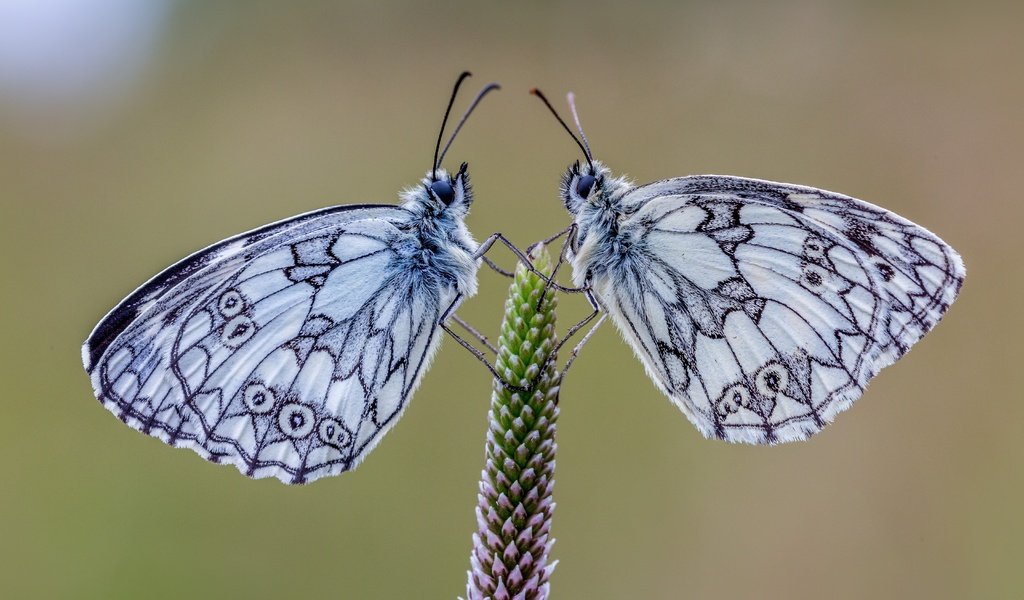 Обои природа, растения, фон, насекомые, пара, бабочки, галатея, nature, plants, background, insects, pair, butterfly, galatea разрешение 5760x3840 Загрузить