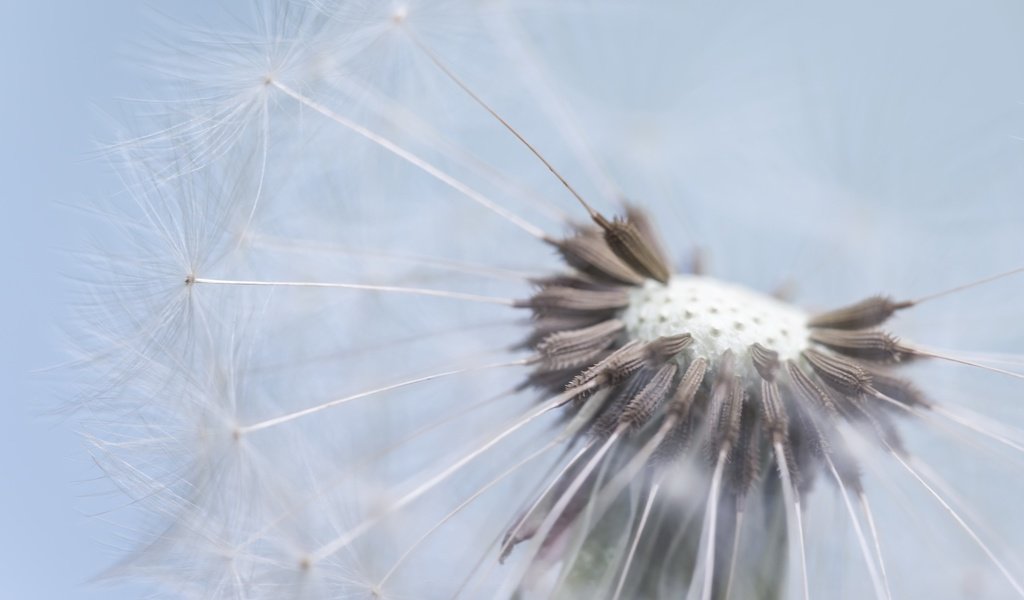 Обои природа, макро, цветок, одуванчик, пушинки, былинки, nature, macro, flower, dandelion, fuzzes, blade разрешение 2560x1599 Загрузить