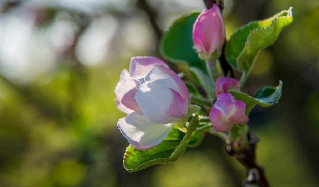 Обои дерево, цветение, макро, весна, яблоня, tree, flowering, macro, spring, apple разрешение 2048x1280 Загрузить