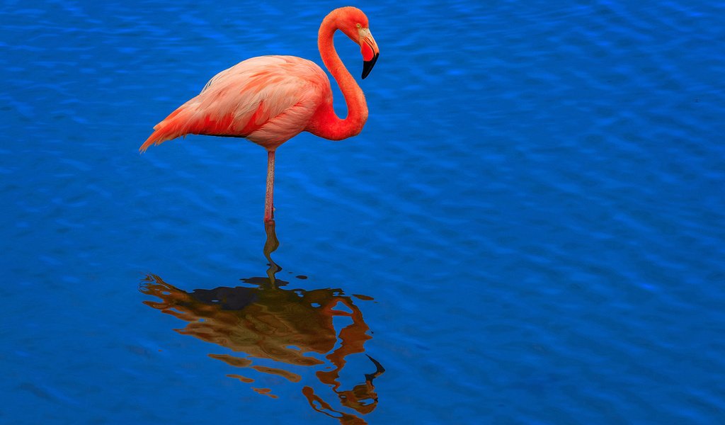 Обои вода, розовый фламинго, отражение, фон, фламинго, птица, клюв, перья, шея, water, pink flamingos, reflection, background, flamingo, bird, beak, feathers, neck разрешение 1920x1345 Загрузить