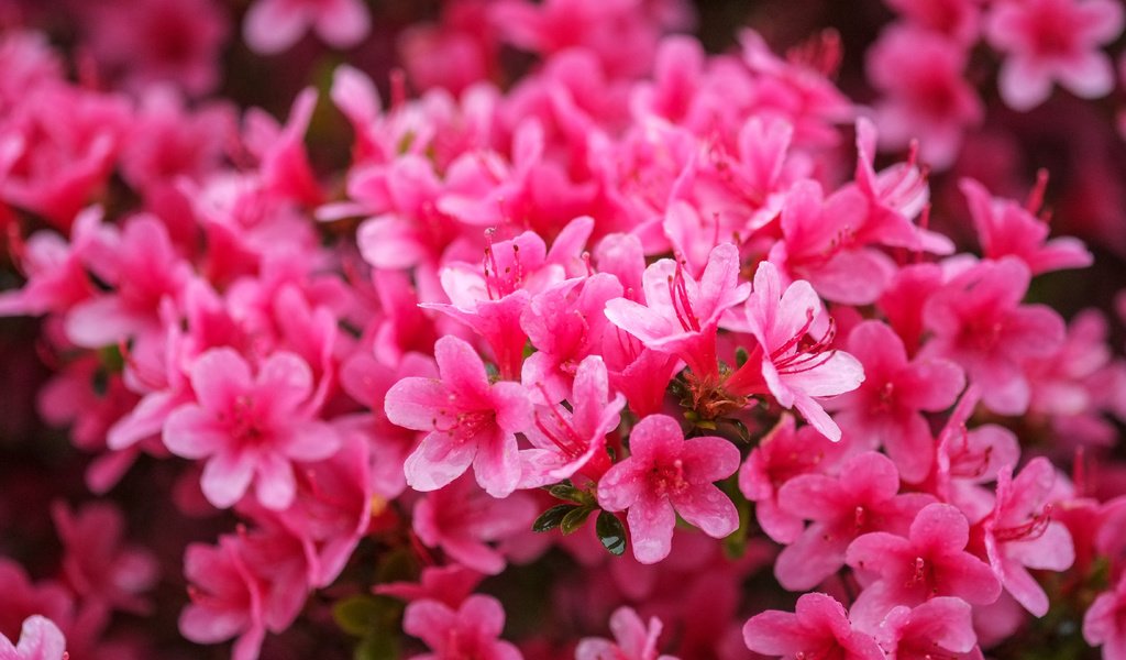 Обои цветы, розовые, азалия, рододендрон, flowers, pink, azalea, rhododendron разрешение 4896x2760 Загрузить