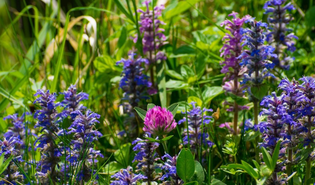 Обои цветы, трава, клевер, лето, луг, полевые цветы, шалфей, flowers, grass, clover, summer, meadow, wildflowers, sage разрешение 2048x1365 Загрузить