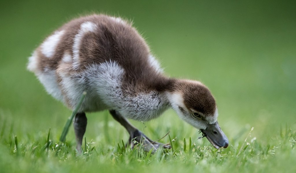 Обои птенец, птица, травка, гусь, боке, гусенок, chick, bird, weed, goose, bokeh, gosling разрешение 2048x1365 Загрузить