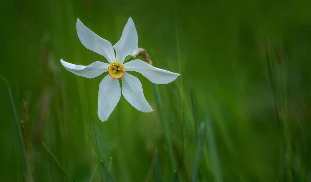 Обои трава, природа, зелень, лепестки, стебель, нарцисс, боке, grass, nature, greens, petals, stem, narcissus, bokeh разрешение 2500x1618 Загрузить