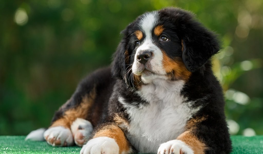 Обои собака, щенок, бернский зенненхунд, dog, puppy, bernese mountain dog разрешение 2880x1800 Загрузить