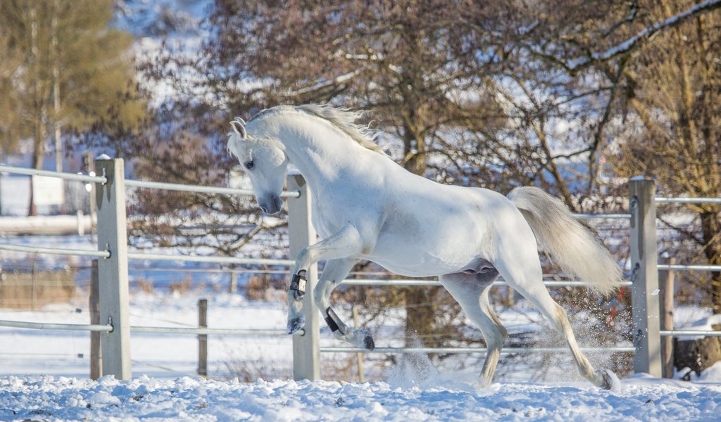 Обои лошадь, снег, зима, белый, конь, загон, грация, (с) oliverseitz, horse, snow, winter, white, corral, grace, (c) oliverseitz разрешение 2880x1800 Загрузить