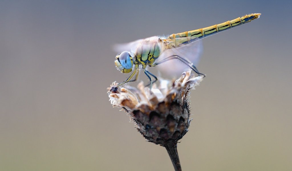 Обои макро, насекомое, цветок, крылья, стрекоза, растение, сухой, macro, insect, flower, wings, dragonfly, plant, dry разрешение 1920x1279 Загрузить