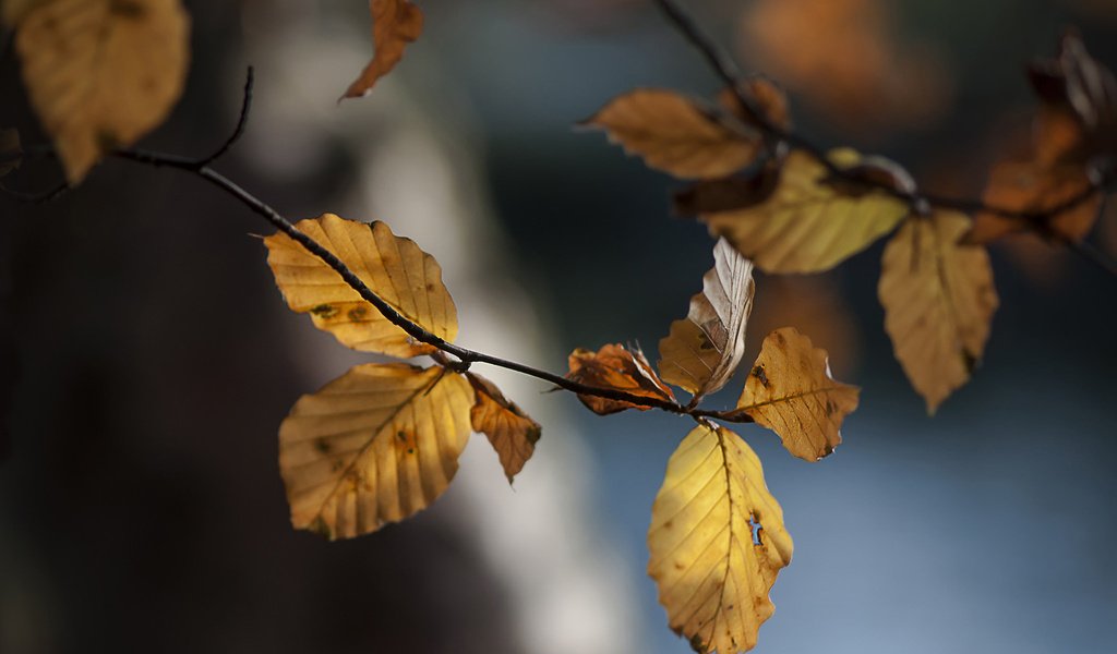 Обои ветка, природа, листья, осень, осенние листья, branch, nature, leaves, autumn, autumn leaves разрешение 1920x1200 Загрузить