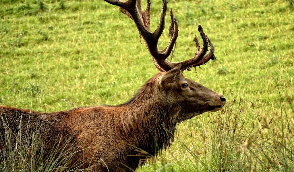 Обои трава, природа, зелень, олень, профиль, рога, grass, nature, greens, deer, profile, horns разрешение 4644x3715 Загрузить