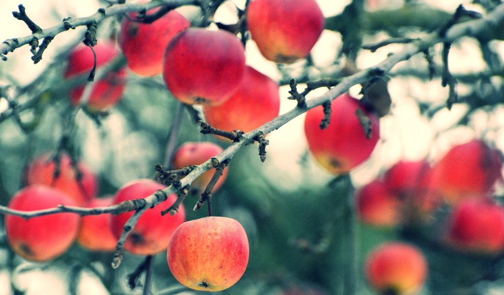 Обои ветки, фрукты, яблоки, осень, размытость, урожай, плоды, branches, fruit, apples, autumn, blur, harvest разрешение 2048x1394 Загрузить