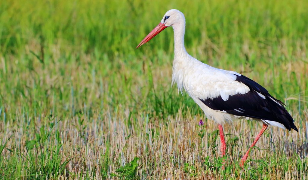 Обои трава, природа, птица, клюв, перья, аист, белый аист, grass, nature, bird, beak, feathers, stork разрешение 3840x2160 Загрузить