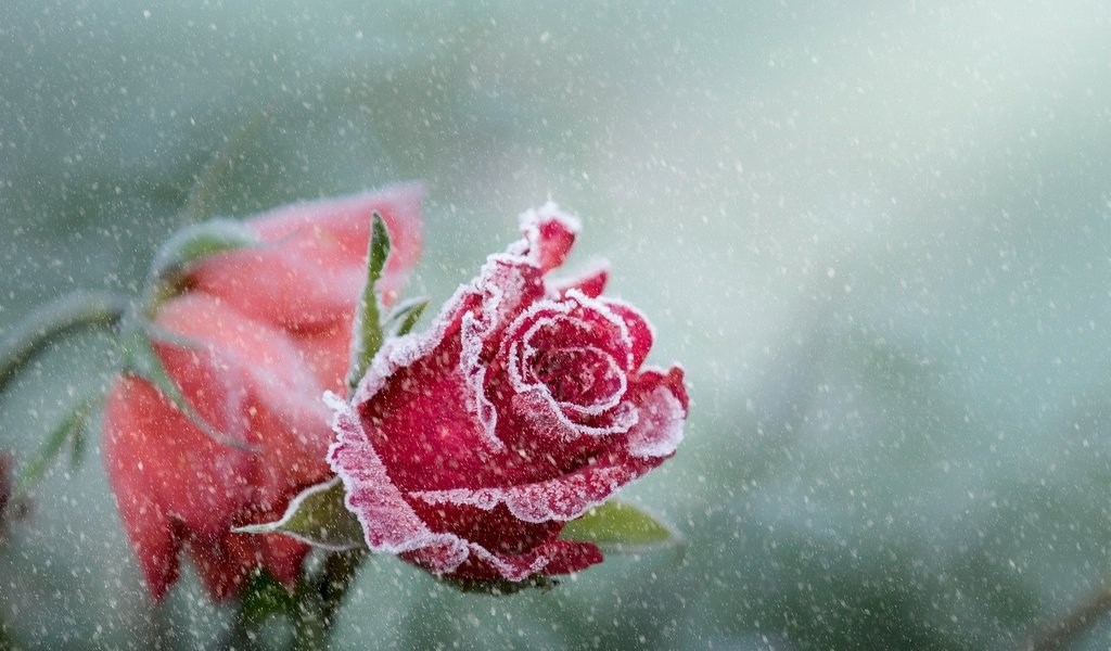 Обои цветы, снег, розы, иней, лепестки, бутон, снегопад, flowers, snow, roses, frost, petals, bud, snowfall разрешение 2560x1653 Загрузить