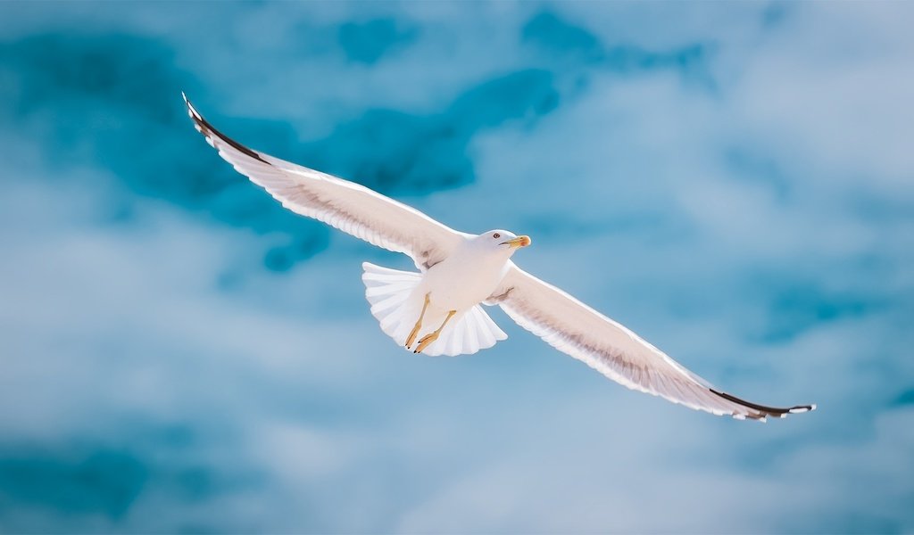 Обои небо, облака, полет, крылья, чайка, птица, клюв, перья, the sky, clouds, flight, wings, seagull, bird, beak, feathers разрешение 2000x1125 Загрузить