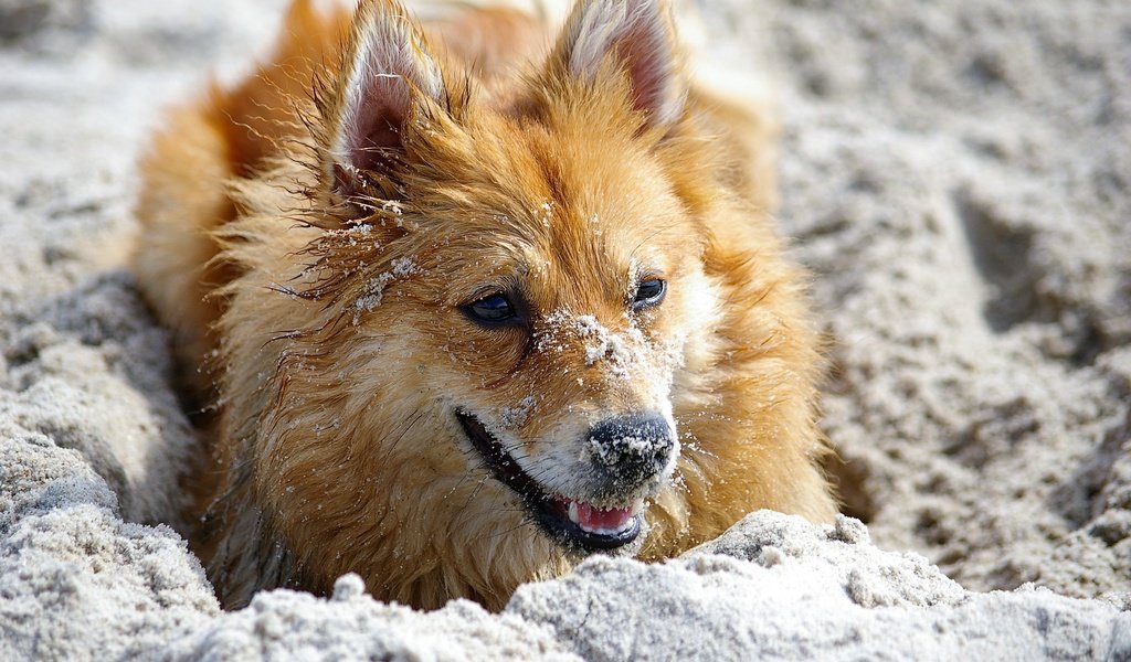 Обои цветы, песок, мордочка, взгляд, рыжая, cобака, flowers, sand, muzzle, look, red, dog разрешение 3008x2000 Загрузить