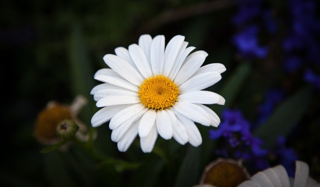 Обои лепестки, ромашки,  цветы, petals, chamomile, flowers разрешение 5616x3744 Загрузить