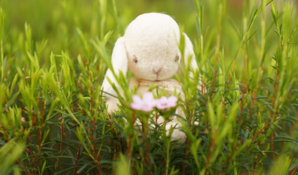 Обои цветы, трава, настроение, игрушка, кролик, зайка, flowers, grass, mood, toy, rabbit, bunny разрешение 3568x2368 Загрузить