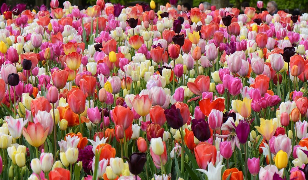 Обои цветы, бутоны, лепестки, весна, тюльпаны, flowers, buds, petals, spring, tulips разрешение 2048x1365 Загрузить