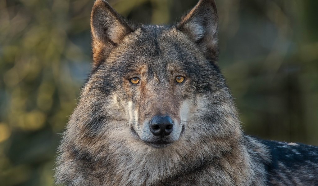 Обои глаза, морда, взгляд, хищник, волк, серый волк, eyes, face, look, predator, wolf, grey wolf разрешение 1920x1200 Загрузить