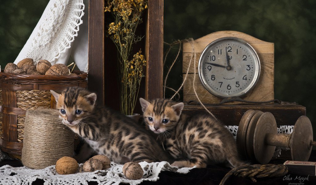 Обои кошки, котята, натюрморт, бенгальская кошка, cats, kittens, still life, bengal cat разрешение 2560x1600 Загрузить